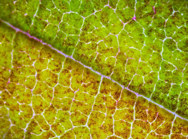Gyönyörű Őszi Levél Minták Mikroszkóp Alatt — Stock Fotó