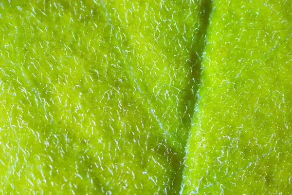 Mooie Herfstblad Patronen Onder Microscoop — Stockfoto