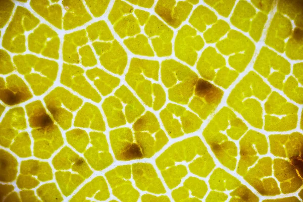 Vackra Höstlöv Mönster Mikroskop — Stockfoto