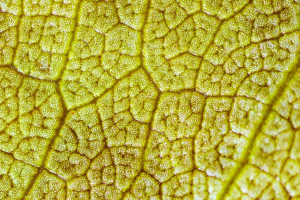 顕微鏡下の美しい紅葉のパターンは — ストック写真