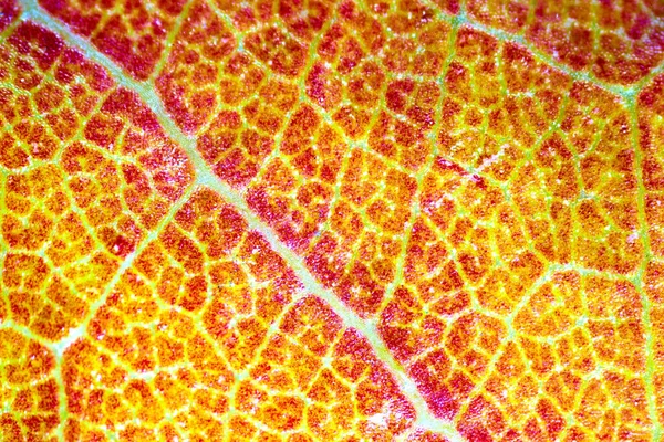 Beaux Motifs Feuilles Automne Sous Microscope — Photo