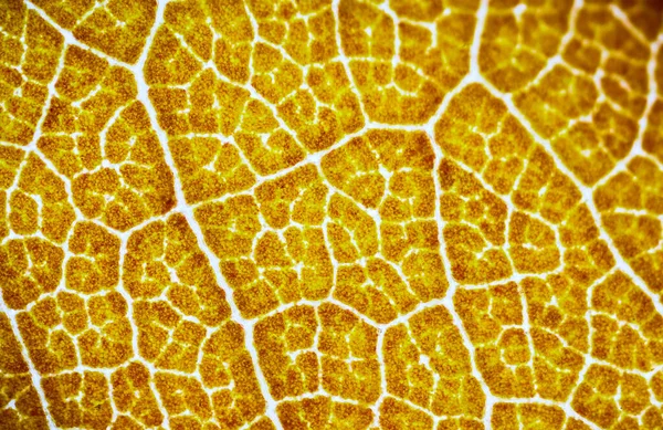 Mikroskop Altında Güzel Sonbahar Yaprağı Desenleri — Stok fotoğraf