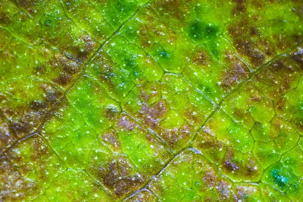 현미경을 아름다운 스톡 사진