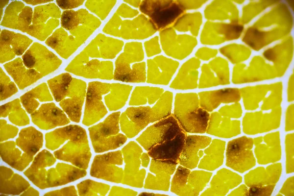 Gyönyörű Őszi Levél Minták Mikroszkóp Alatt Stock Fotó