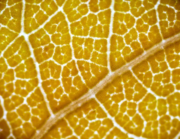 Gyönyörű Őszi Levél Minták Mikroszkóp Alatt Jogdíjmentes Stock Fotók