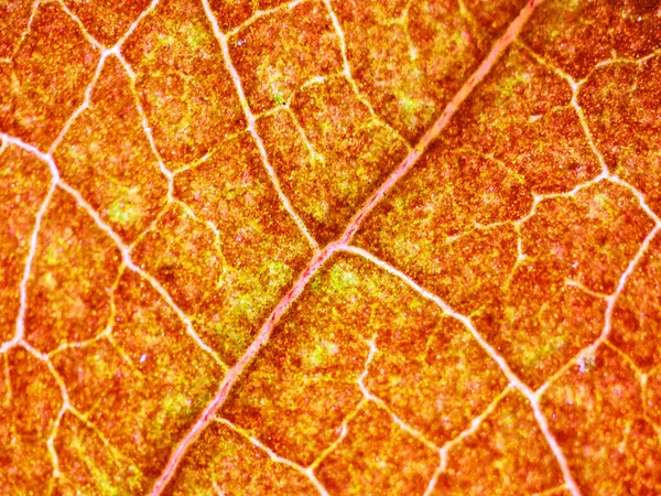 현미경을 아름다운 — 스톡 사진