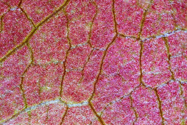 Όμορφα Φθινοπωρινά Μοτίβα Φύλλων Κάτω Από Μικροσκόπιο — Φωτογραφία Αρχείου
