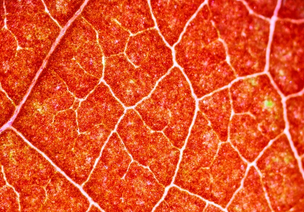 Hermosos Patrones Hojas Otoño Bajo Microscopio —  Fotos de Stock