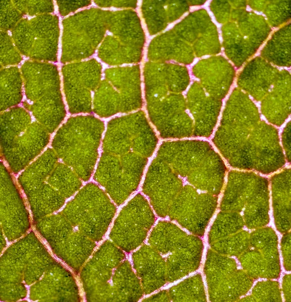 Όμορφα Φθινοπωρινά Μοτίβα Φύλλων Κάτω Από Μικροσκόπιο — Φωτογραφία Αρχείου