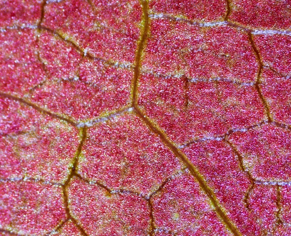 Gyönyörű Őszi Levél Minták Mikroszkóp Alatt Stock Kép