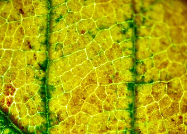 Piękne Jesienne Wzory Liści Pod Mikroskopem — Zdjęcie stockowe