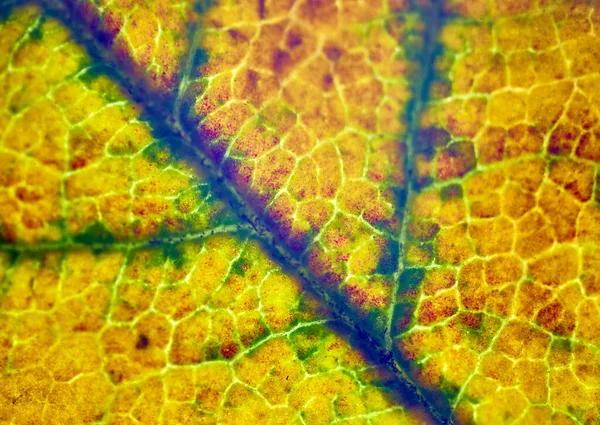 Krásné Podzimní Listy Vzory Pod Mikroskopem — Stock fotografie