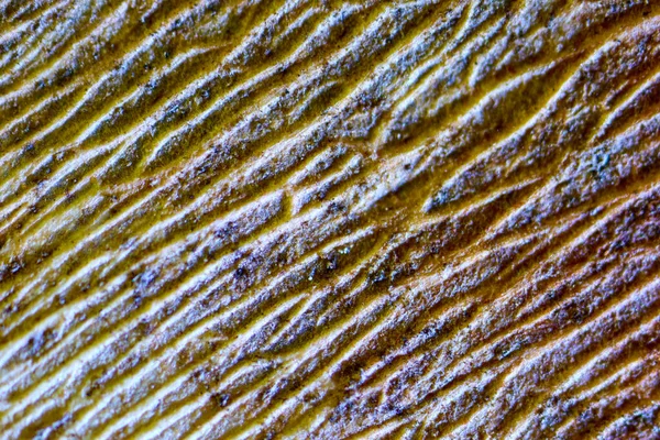 Struktur Trockener Blätter Unter Dem Mikroskop — Stockfoto