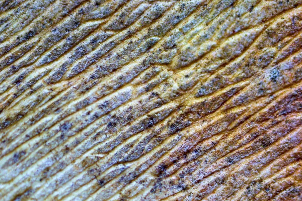 Структура Сухих Листьев Микроскопом — стоковое фото