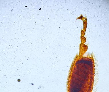 Mikroskop altındaki böcek, mikro dünyanın ürkütücü canavarı.