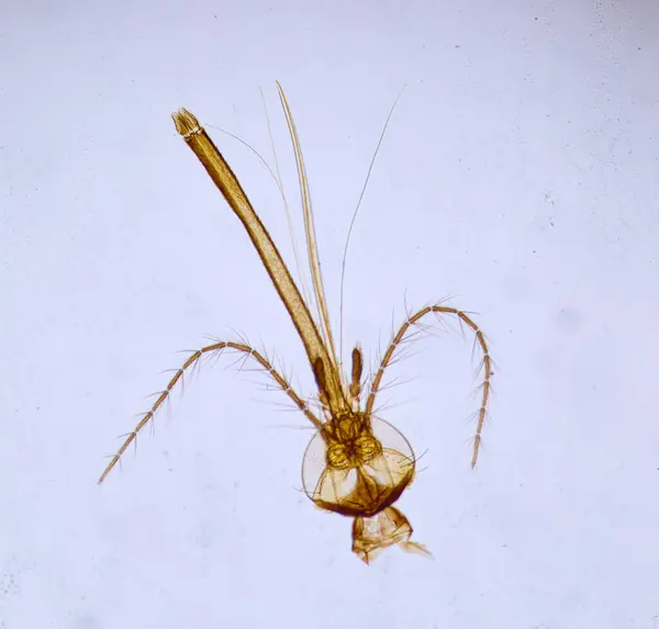 Insect Onder Een Microscoop Griezelig Monster Van Microwereld — Stockfoto