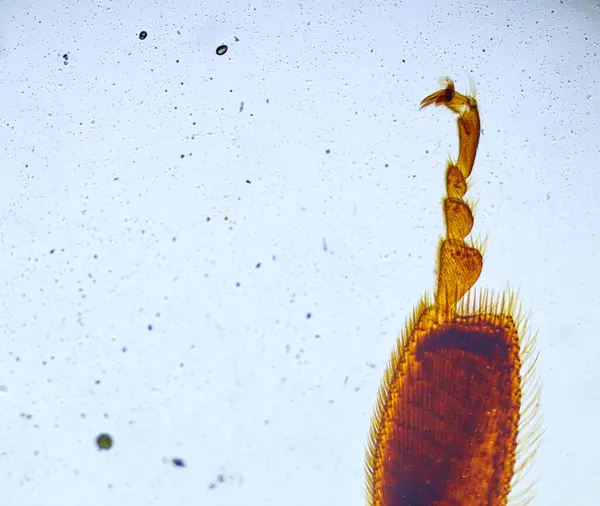 Insect Onder Een Microscoop Griezelig Monster Van Microwereld — Stockfoto