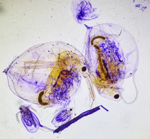 显微镜下的昆虫 微观世界里怪异的怪物 — 图库照片