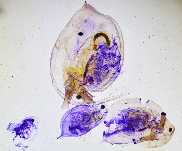 顕微鏡の下の昆虫 ミクロワールドの不気味な怪物 — ストック写真