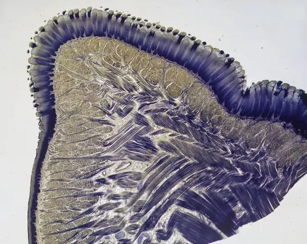Habitantes Surpreendentes Micromundo Sob Microscópio — Fotografia de Stock