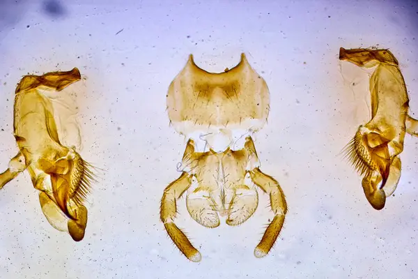 顕微鏡の下の昆虫 ミクロワールドの不気味な怪物 — ストック写真