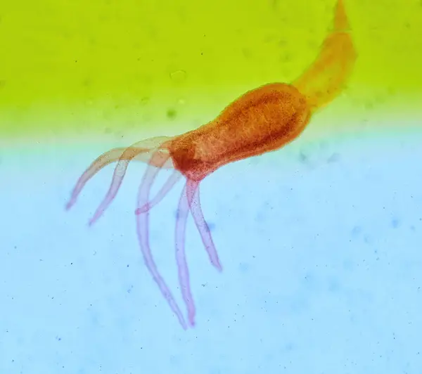 ハイドラ 顕微鏡の下の昆虫 ミクロワールドの不気味な怪物 ロイヤリティフリーのストック写真