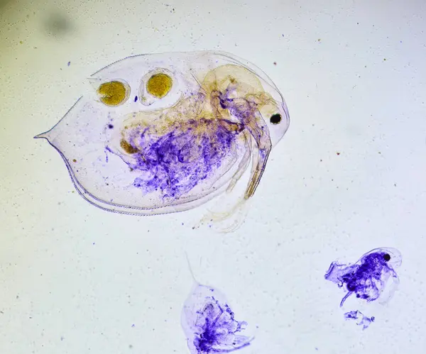 Mikroskop Altındaki Böcek Mikro Dünyanın Ürkütücü Canavarı Stok Resim