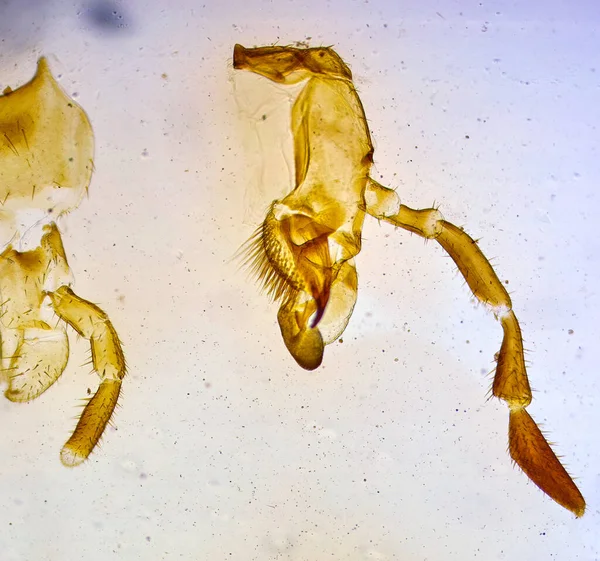 顕微鏡の下の昆虫 ミクロワールドの不気味な怪物 ロイヤリティフリーのストック写真