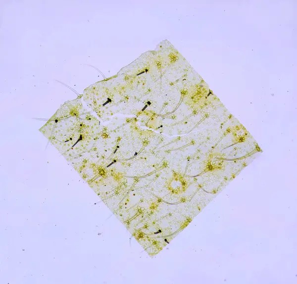 Habitantes Surpreendentes Micromundo Sob Microscópio Imagem De Stock