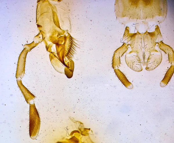 Insekt Unter Dem Mikroskop Gruseliges Monster Der Mikrowelt Stockbild