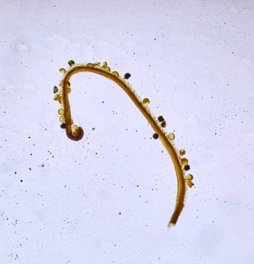 Mikroskop altında mikro dünyanın inanılmaz sakinleri