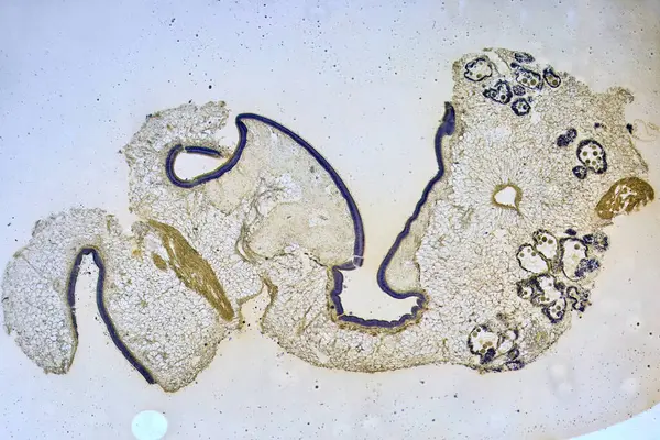 Habitantes Surpreendentes Micromundo Sob Microscópio Imagens Royalty-Free