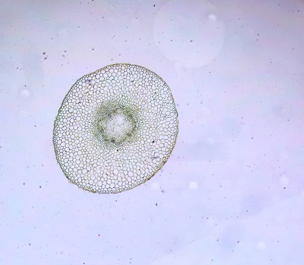顕微鏡の下の ミクロワールドの驚くべき住民は ストック画像