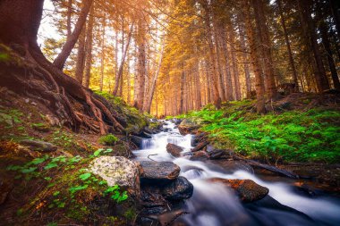 Her iki tarafında yeşil eğreltiotu olan ipeksi şelaleli orman deresi.