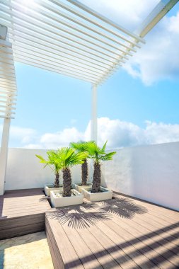 Yazın çatıda, mavi gökyüzü olan yeşil palmiye ağaçları.