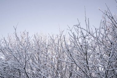 Dallar ve dallar karla kaplı ve mavi gökyüzüne uzanıyor