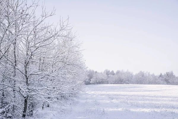 Frostige Bäume Auf Einer Wiese Einer Verschneiten Landschaft Einem Hellen — Stockfoto