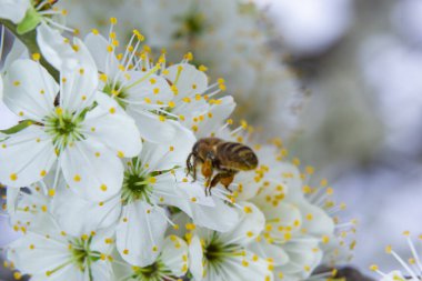 Bal arısı sinekleri, erik bahçesindeki erik çiçeklerini beslemek ve tozlaştırmak..