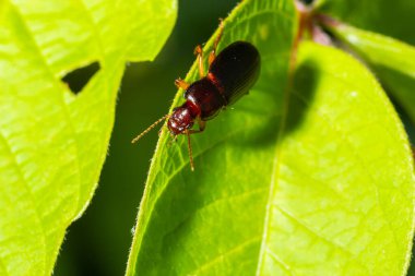 copper colored ground beetle on grass in a natural environment. summer, dream day.