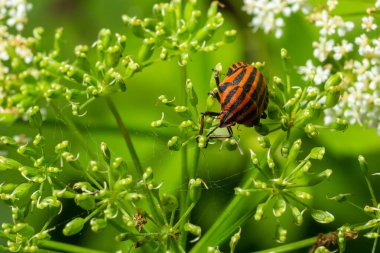 Colorful Striped Bug or Minstrel Bug Graphosoma lineatum, Graphosoma italicum. Insects of natural meadows and forests.