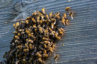 Close up of flying bees. Wooden beehive and bees. Plenty of bees at the entrance of old beehive in apiary. Working bees on plank. Frames of a beehive.