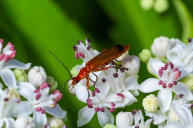 The common red soldier beetle Rhagonycha fulva, also misleadingly known as the bloodsucker beetle, is a species of soldier beetle Cantharidae.