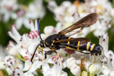 Paranthrene tabaniformis on elder flower close-up. In the natural environment, near the forest in summer.