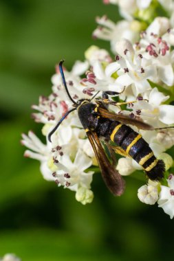 Paranthrene tabaniformis on elder flower close-up. In the natural environment, near the forest in summer.
