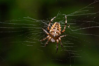 Bebek örümcek Araneus Diadematus internette, yaz güneşli gün doğal çevre.