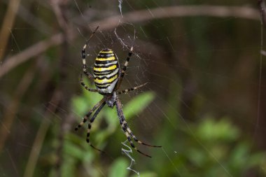 Güneşli bir günde yeşil çimlerin üzerinde geniş bir ağda bir eşekarısı örümceği. Argiope bruennichi.