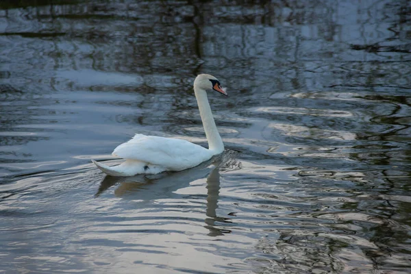 Whooper Swan Cygnus Olor Water Dark Background River Summer Evening — Stock Photo, Image