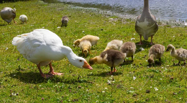 Angry Goose Protects Goslings Outdoors Green Meadow Countryside Concept Domestic — ストック写真