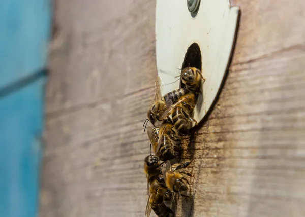 Близько Літаючих Бджіл Дерев Яні Вулики Бджоли Багато Бджіл Біля — стокове фото