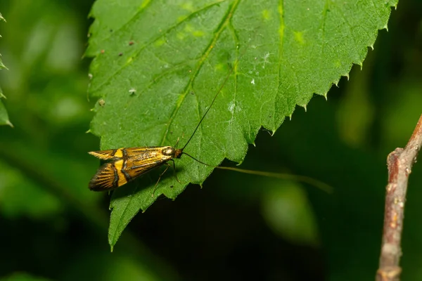 Uzun Bacaklı Bir Kelebeğin Yakın Plan Görüntüsü Nemophora Degeerella Yeşil — Stok fotoğraf